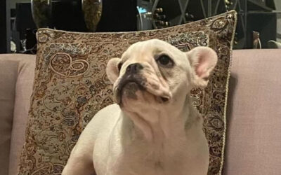 Por que o Bulldog Francês ronca e solta gases? A anatomia por trás do comportamento