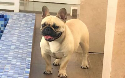 Bulldog Francês x Bulldog Inglês: as principais diferenças entre as duas raças