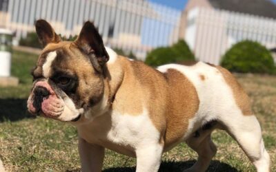 Canil Waymea Kennel – Filhote de Bulldog Francês em Passinhos – RS