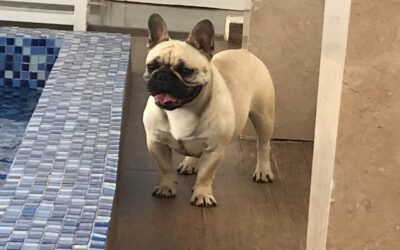 Bulldog Francês x American Bully: são raças aparentadas?