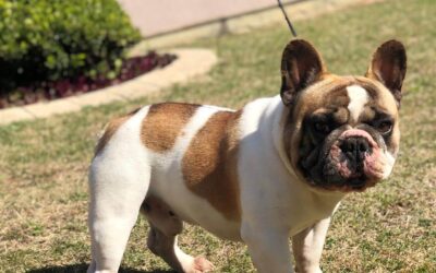 Canil de Bulldog Francês em Cadorna – RS | Waymea Kennel