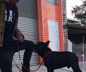 Por que o parto do Bulldog Francês costuma ser cesárea?