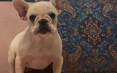 150+ nomes para Bulldog Francês macho e fêmea