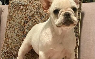 Por que o Bulldog Francês morde tanto quando filhote? Entendendo a fase de dentição