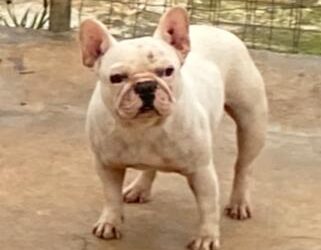 Onde comprar um Bulldog Francês com segurança: sinais de um canil responsável