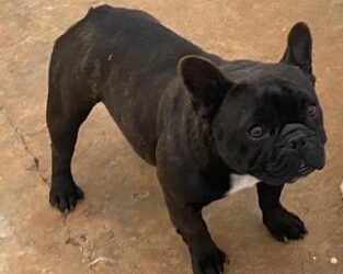 Quanto custa um Bulldog Francês? Fatores que explicam a variação de preço