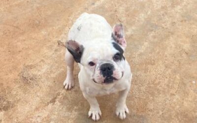 Canil de Bulldog Francês com pedigree em Fazenda Vilanova – RS