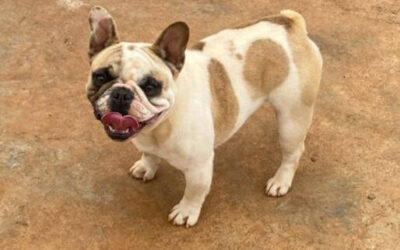 Waymea Kennel – Filhotes de Bulldog Francês em São Bento do Sapucaí – SP