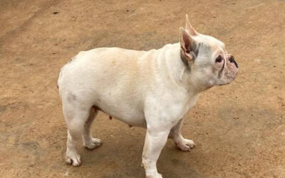 Filhote de Bulldog Francês com pedigree em Marilu – PR