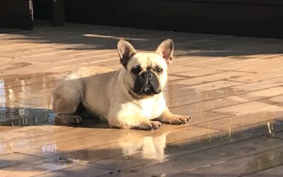 Waymea Kennel – Filhote de Bulldog Francês em Areiópolis – SP