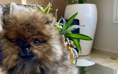 Lulu da Pomerânia x Yorkshire: qual a diferença entre essas raças pequenas e peludas?