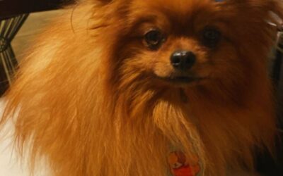 Guia de cores do Lulu da Pomerânia: branco, preto, creme, laranja e as raras