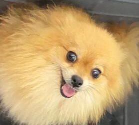 150+ nomes para Lulu da Pomerânia macho e fêmea
