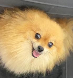 150+ nomes para Lulu da Pomerânia macho e fêmea 150+ nomes para Lulu da Pomerânia macho e fêmea