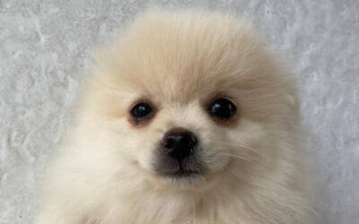 Lulu da Pomerânia solta muito pelo? Entenda a troca de pelo e como cuidar da pelagem dupla
