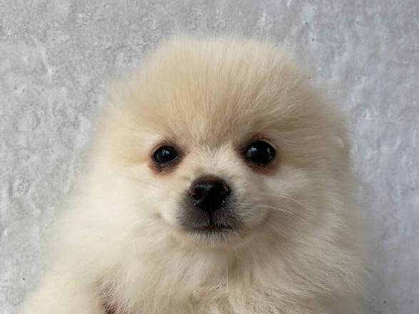 Lulu da Pomerânia solta muito pelo? Entenda a troca de pelo e como cuidar da pelagem dupla Lulu da Pomerânia solta muito pelo? Entenda a troca de pelo e como cuidar da pelagem dupla