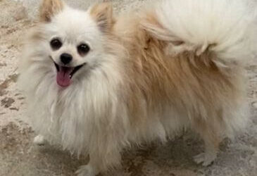 Quanto tempo vive um Lulu da Pomerânia? Expectativa de vida e cuidados para uma vida longa