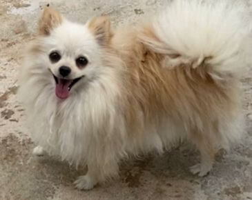 Quanto tempo vive um Lulu da Pomerânia? Expectativa de vida e cuidados para uma vida longa Quanto tempo vive um Lulu da Pomerânia? Expectativa de vida e cuidados para uma vida longa