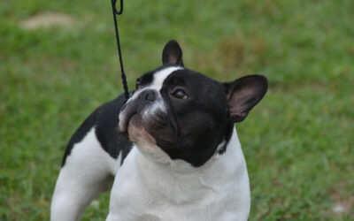 Filhotes de Bulldog Francês em Jardim Universidade Pinheiros – SP | Waymea Kennel