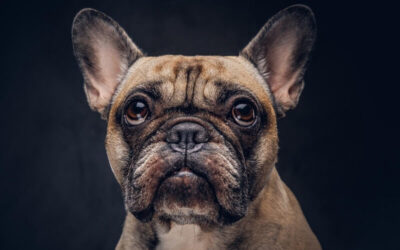 Filhotes de Bulldog Francês em Águas de São Pedro – SP | Waymea Kennel