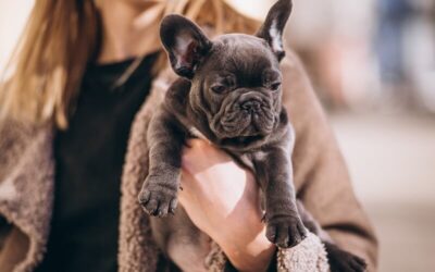 Canil de Bulldog Francês com pedigree em São José do Iguaçu – PR