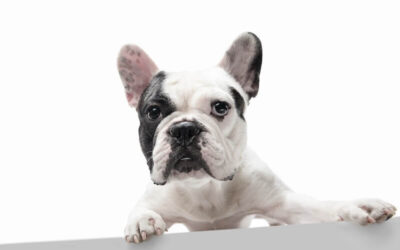 Melhor Canil de Bulldog Francês em São Miguel do Oeste – SC