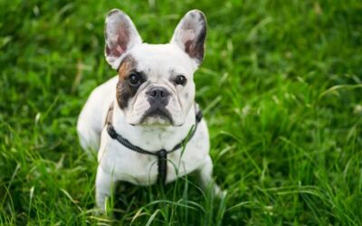Canil de Bulldog Francês com pedigree em Indiaporã – SP