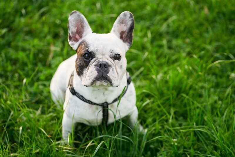 Waymea Kennel – Filhote de Bulldog Francês em Rio das Antas – SC
