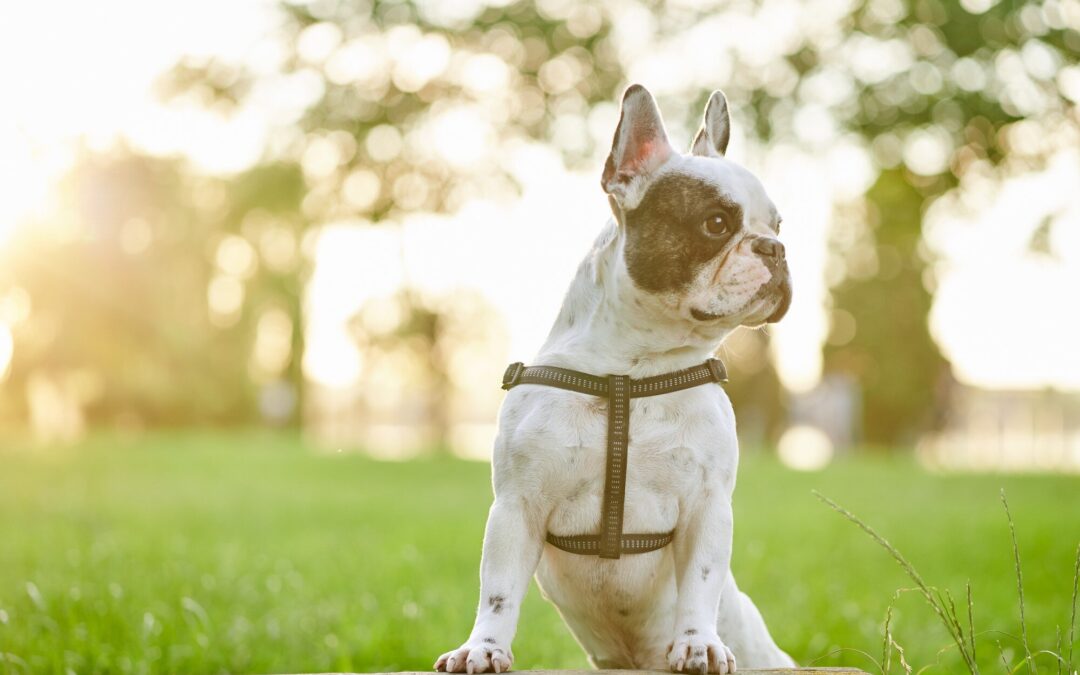 Canil Waymea Kennel: Compromisso com a Excelência em Bulldog Francês e Spitz Alemão Anão