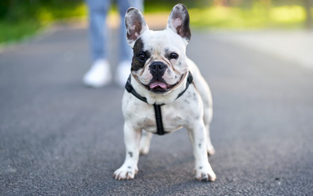 Guia para Proprietários de Bulldog Francês: Dicas e Cuidados Essenciais