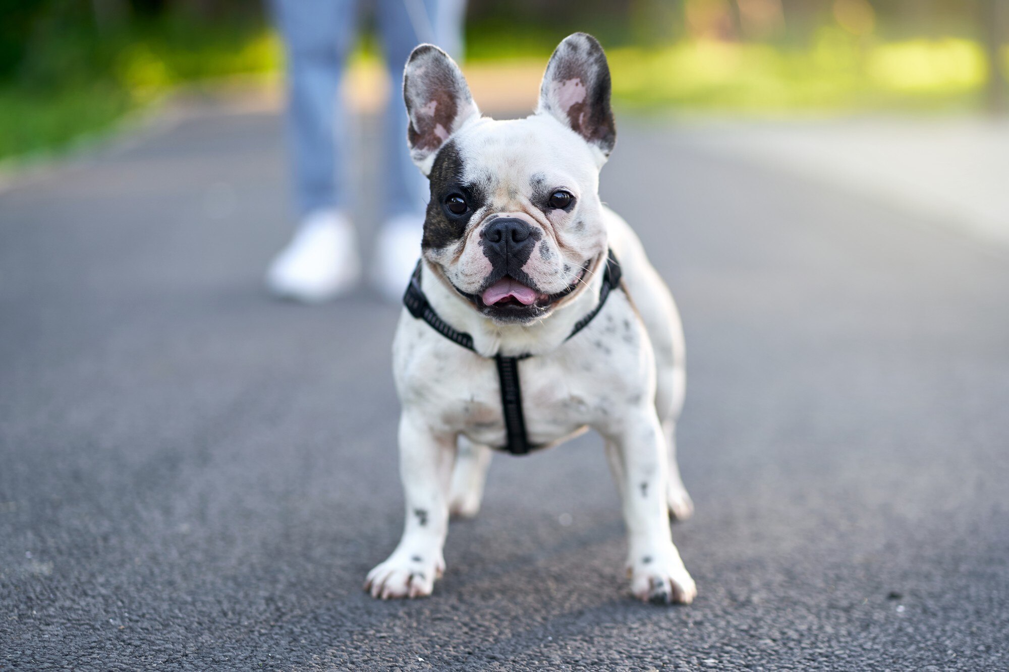 Guia para Proprietários de Bulldog Francês: Dicas e Cuidados Essenciais
