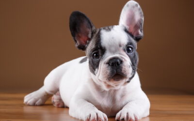 Filhotes de Bulldog Francês em Vila Brasílio Machado – SP | Waymea Kennel