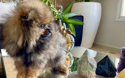Garanta seu Filhote de Zwergspitz Anão no Waymea Kennel – Santa Izabel do Sul/RS
