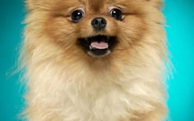 Spitz Alemão Anão Filhote – Waymea Kennel – Bacaetava/SP