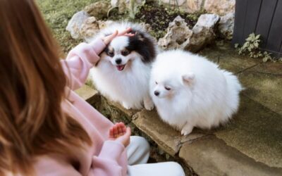 Waymea Kennel – Filhote de Spitz Alemão Anão pronto para entrega em Santa Cecília – SC