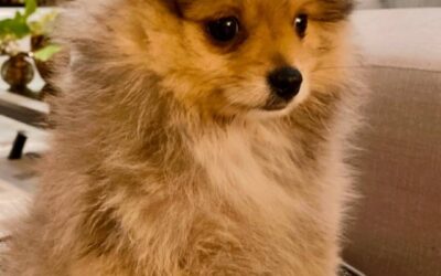 Canil de Lulu da Pomerânia de pequeno porte em Jardim Angelina – SP