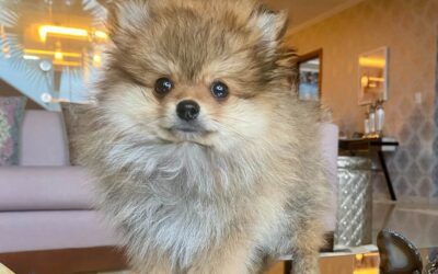 Canil de Lulu da Pomerânia em Vale dos Vinhedos – RS