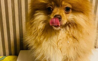Canil de Lulu da Pomerânia com linhagem premiada em Itacurubi – RS