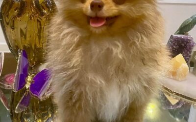 Waymea Kennel – Referência em Lulu da Pomerânia em Vila Nilva – SP