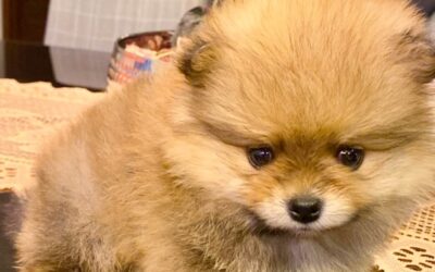 Canil de Lulu da Pomerânia em Jardim Leonor – SP