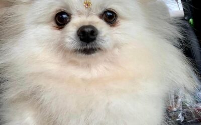 Criação de Lulu da Pomerânia em Jardim Donaria – SP | Waymea Kennel