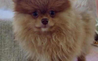 Reserve seu Filhote de Lulu da Pomerânia em São Sebastião do Arvoredo – SC