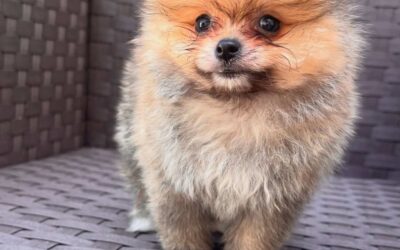 Filhote de Lulu da Pomerânia de pequeno porte em Itapiranga – SC