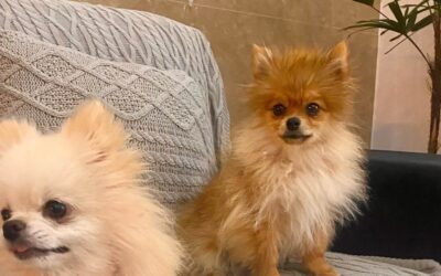 Waymea Kennel | Filhote de Lulu da Pomerânia em Capão Alto – SC
