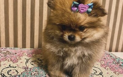 Canil especializado em Lulu da Pomerânia – Jardim Aurélia/SP