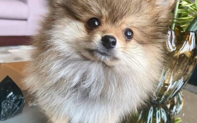 Criação de Lulu da Pomerânia em Santo Antônio – RS | Waymea Kennel