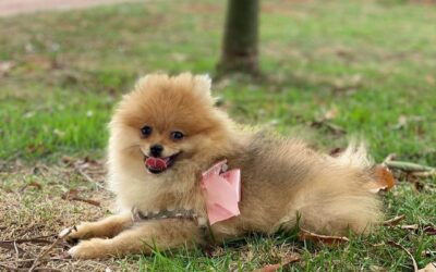 Waymea Kennel – Filhote de Lulu da Pomerânia disponível em Vitorino/PR