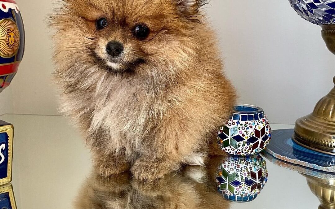 Filhote de Lulu da Pomerânia toy em Jardim Aricanduva – SP
