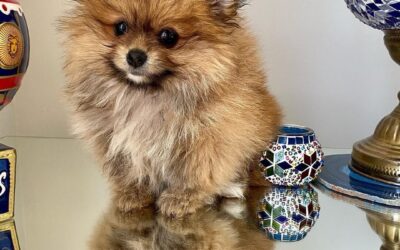 Filhote de Lulu da Pomerânia em Jardim Europa – SP