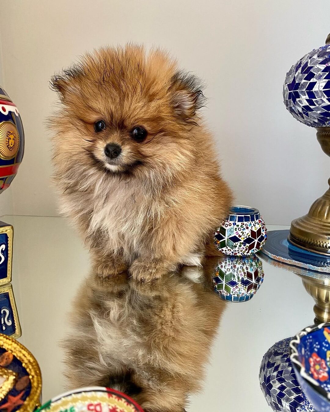 Quanto pesa e quanto mede um Lulu da Pomerânia adulto? Quanto pesa e quanto mede um Lulu da Pomerânia adulto?